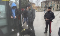 Controlli antidroga a Vittorio Veneto, sequestrati 6 grammi di hashish grazie ai cani "Gerzy" ed "Escor"