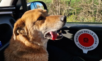 Cucciolo di cane spaesato per le strade di Roncade, i Carabinieri lo riportano al suo proprietario