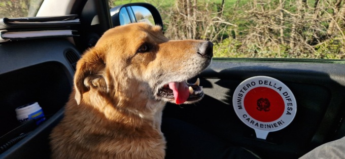Cucciolo di cane spaesato per le strade di Roncade, i Carabinieri lo riportano al suo proprietario