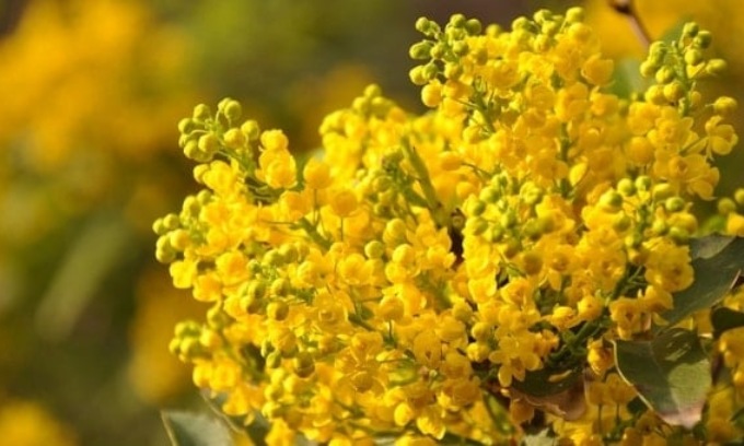 Festa donna 8 marzo: frasi d'auguri, immagini WhatsApp ed eventi a