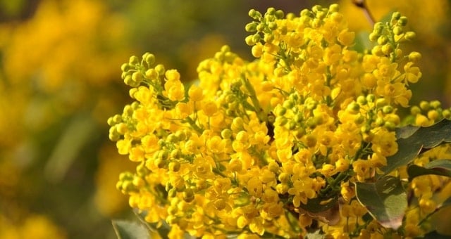 Festa donna 8 marzo: frasi d’auguri, immagini WhatsApp ed eventi a Treviso e provincia