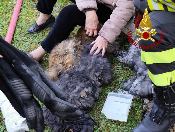 A fuoco una abitazione dalla quale i vigili del fuoco salvano anche tre gatti
