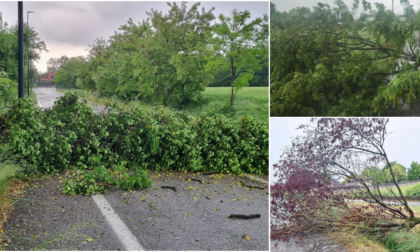 Maltempo in provincia di Treviso, alberi caduti e strade bloccate