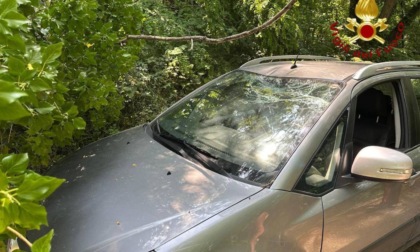 Paura a Nervesa della Battaglia: albero crolla su un'auto, conducente illesa