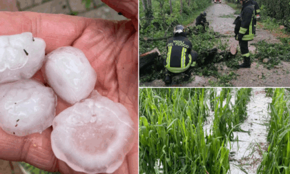 Violenta grandinata in provincia di Treviso, danni alle coltivazioni e diversi alberi abbattuti