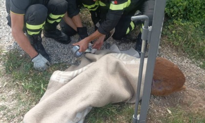 Daino si incastra in un cancello, liberato dai vigili del fuoco
