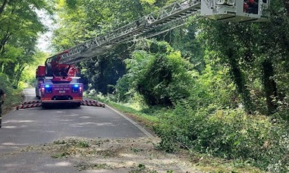 Gli alberi pericolanti sono sempre una insidia