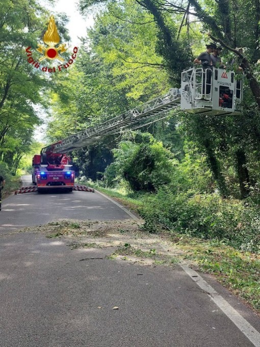 Gli alberi pericolanti sono sempre una insidia