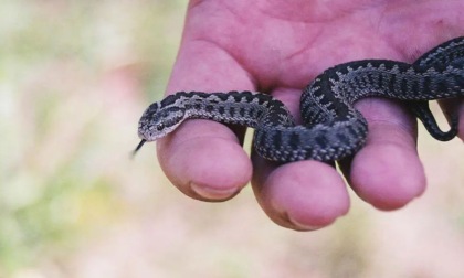 Dodicenne di Oderzo morso da una vipera sul litorale di Caorle