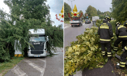 Maltempo in provincia di Treviso, alberi caduti e rami pericolanti per la pioggia e il forte vento