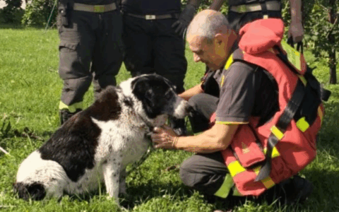 Cane cade in un canale e resta bloccato in acqua, salvato dai vigili del fuoco