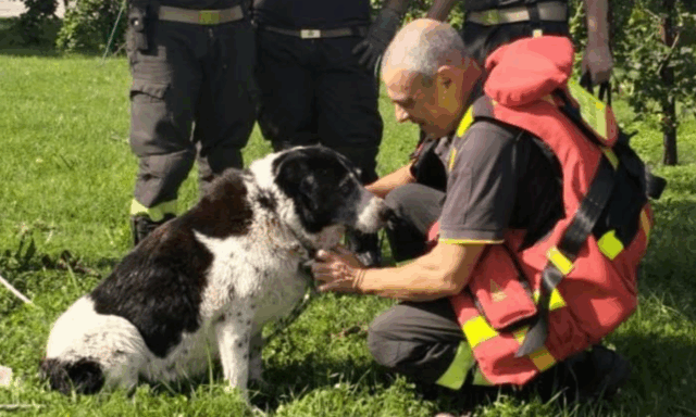 Cane bloccato dalla corrente: vigili del fuoco in acqua per salvarlo