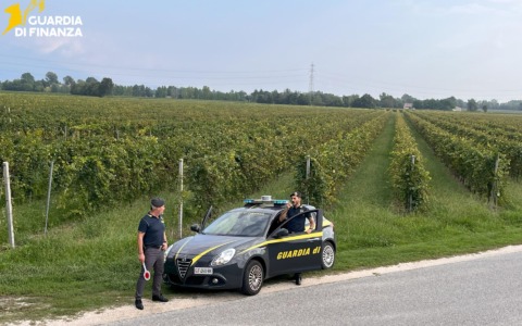 Controlli nelle aziende agricole durante la vendemmia: scoperti 14 braccianti in nero, tra cui un minore