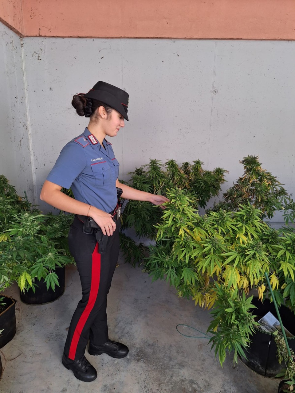 Una serra personale per coltivare marijuana: dodici piante trovate in casa di un 54enne a Villorba