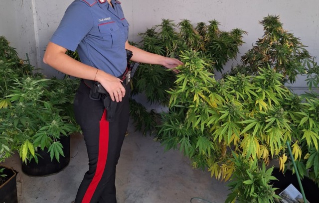 Una serra personale per coltivare marijuana: dodici piante trovate in casa di un 54enne a Villorba
