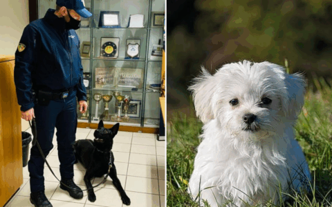 Addestrato solo quattro mesi invece di otto: il cane antidroga Luke uccide un maltese a Treviso
