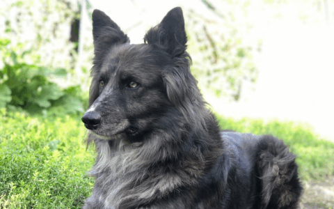 Cane azzanna un bambino di tre anni in casa del nonno a Nervesa della Battaglia