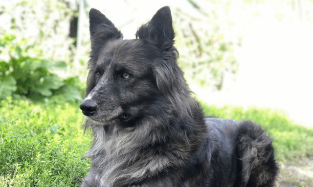 Cane azzanna un bambino di tre anni in casa del nonno a Nervesa della Battaglia