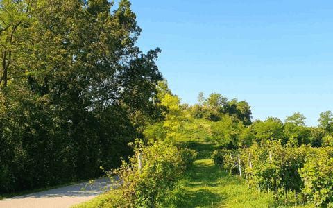 Incidente frontale a Conegliano: perde la vita Bruno Tomasi, ex pasticciere di Ogliano