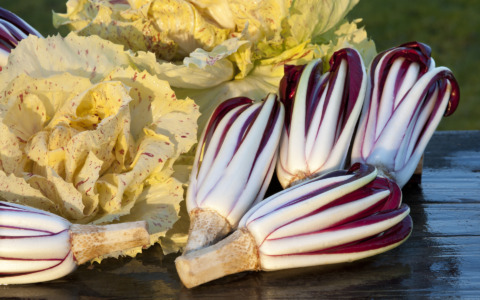 Fiori d’Inverno 2026: a Mogliano Veneto la 40ª Mostra del Radicchio Rosso IGP