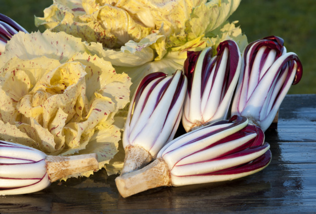 Fiori d’Inverno 2026: a Mogliano Veneto la 40ª Mostra del Radicchio Rosso IGP