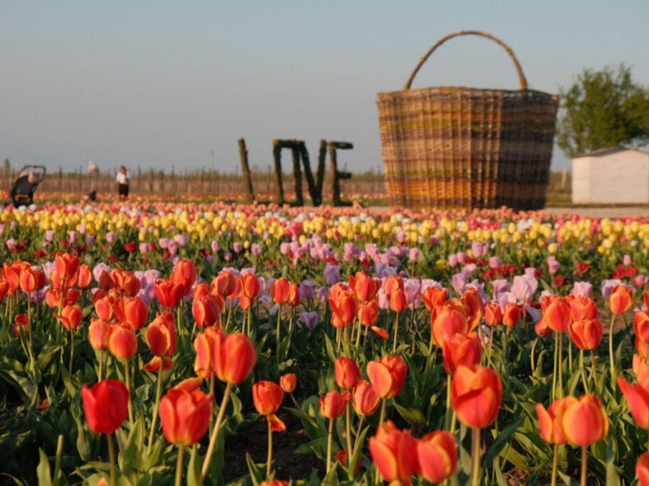 Cosa fare a Treviso e provincia nel weekend: eventi di sabato 28 e domenica 29 marzo 2026