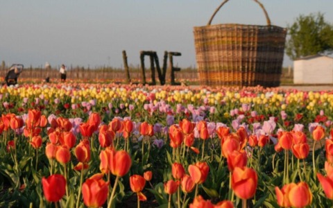 Cosa fare a Treviso e provincia nel weekend: eventi di sabato 28 e domenica 29 marzo 2026