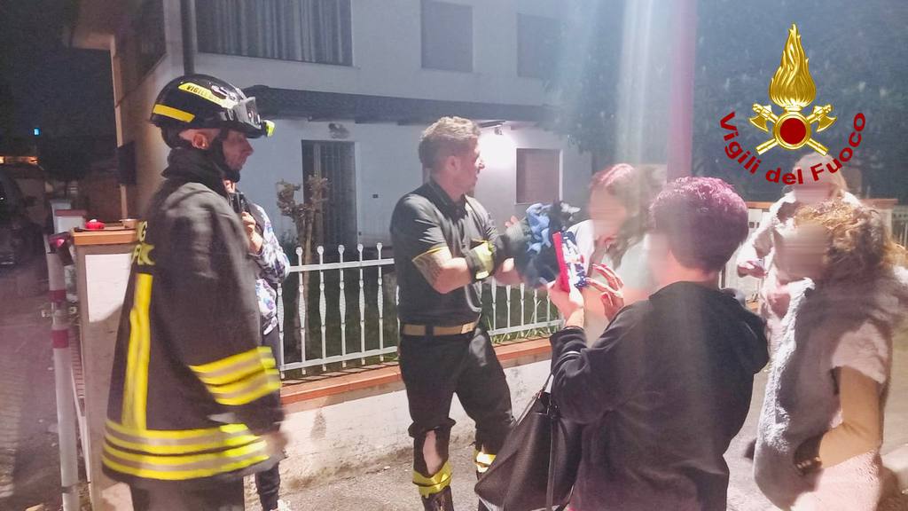 Gattino si incastra in un pozzetto: salvato dai vigili del fuoco