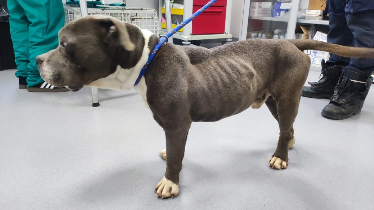 Cane maltrattato e denutrito: il proprietario per scamparla ha provato a farlo passare per randagio
