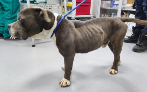 Cane maltrattato e denutrito: il proprietario per scamparla ha provato a farlo passare per randagio